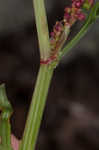 Common sheep sorrel